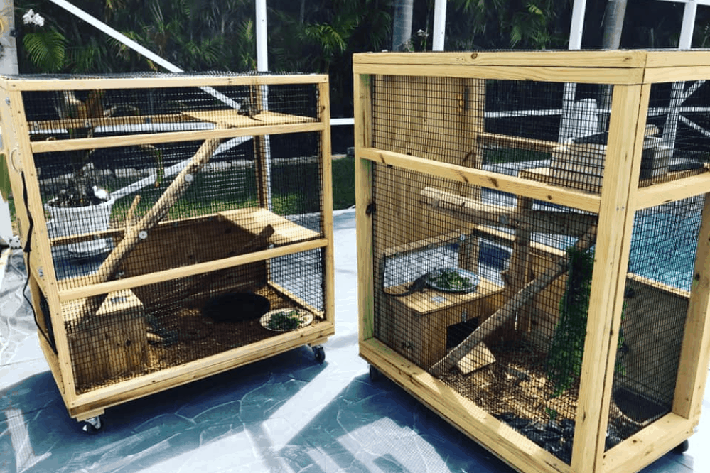 Iguana Cage by Oddly cute pets