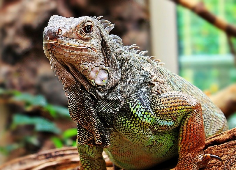 Iguana Closeup