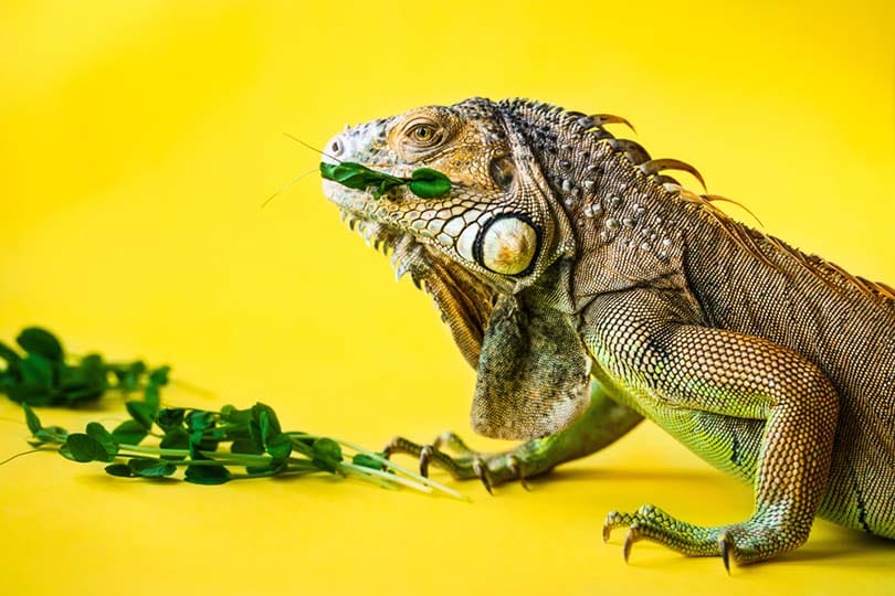 Iguana Eating
