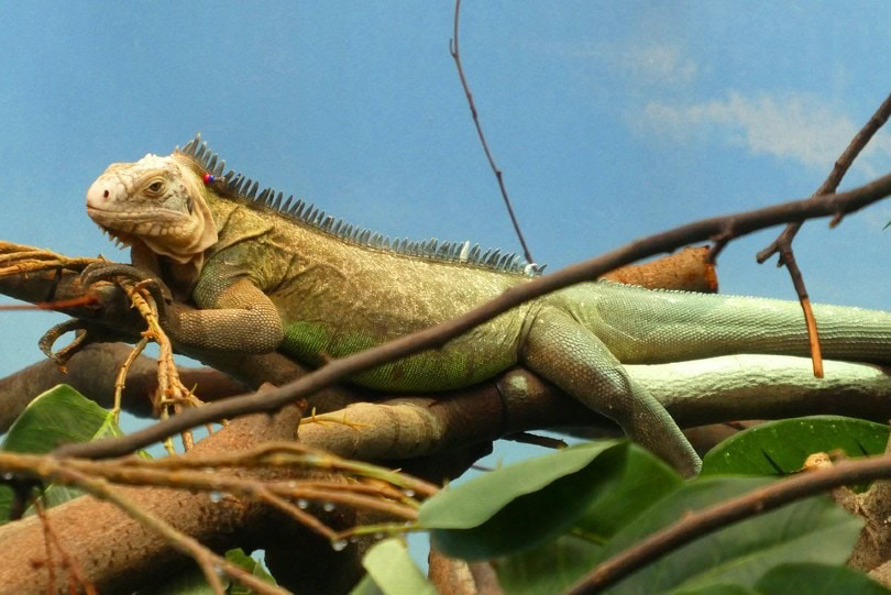 Iguana Sideview