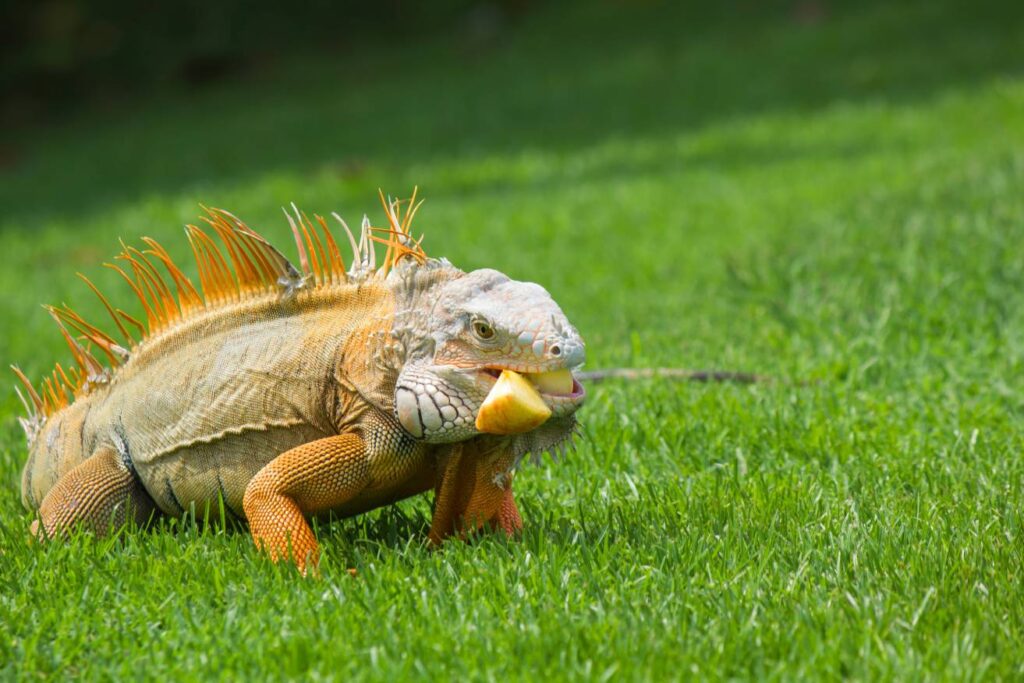 Iguana eating green apple