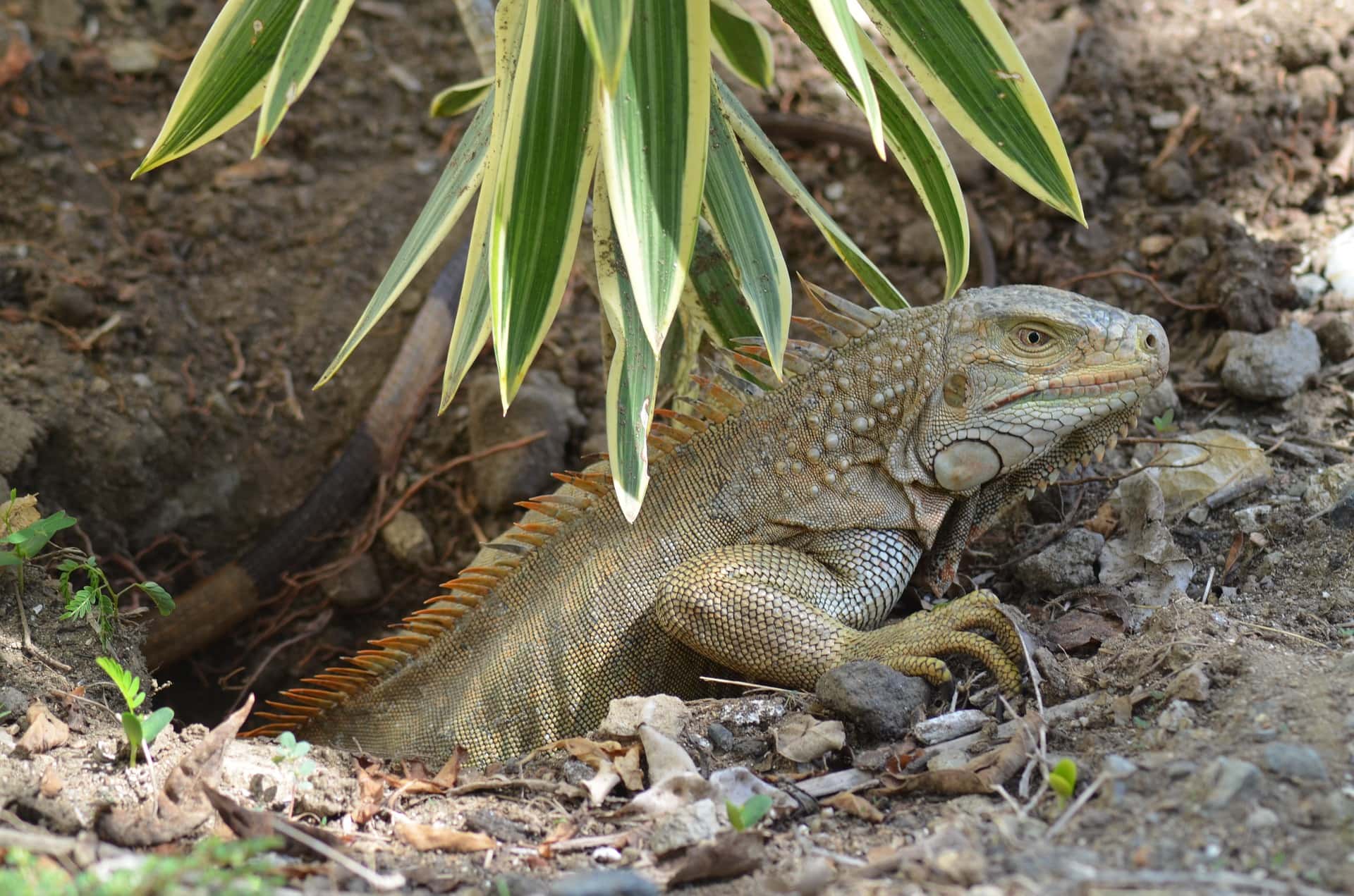 Iguana laying egg
