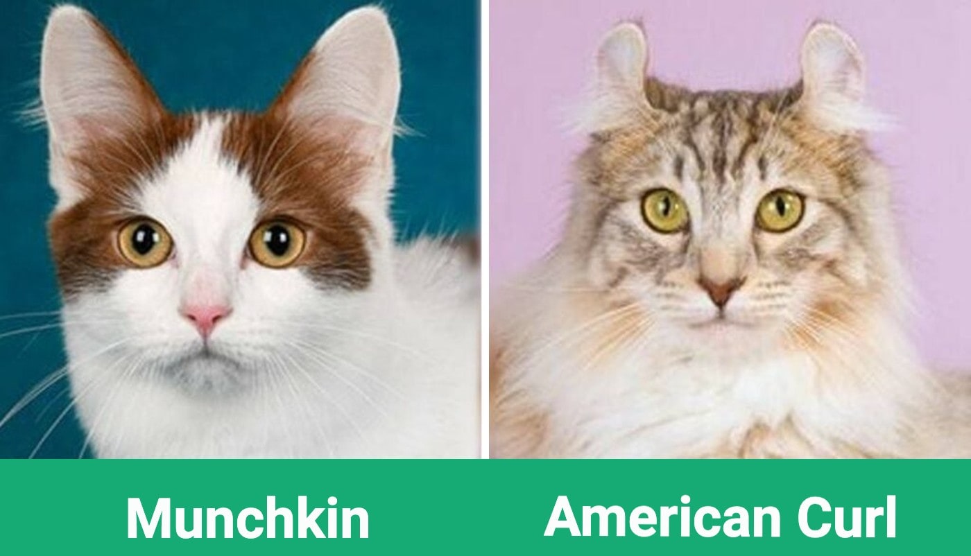 Munchkin VS. American Curl