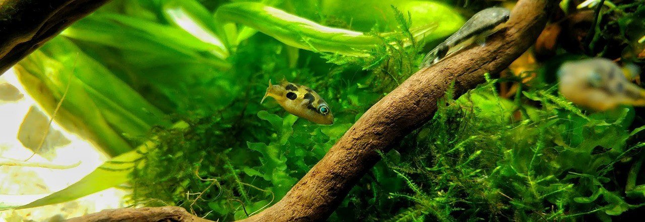 Imitator Puffer Freshwater Puffer Fish