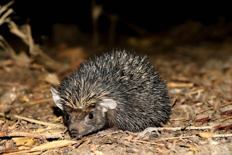 hedgehog