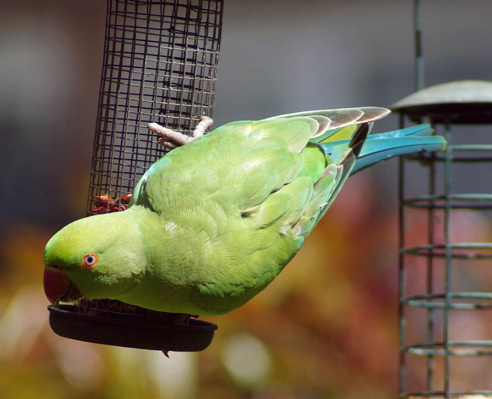 Indian ring-necked parakeet upside down