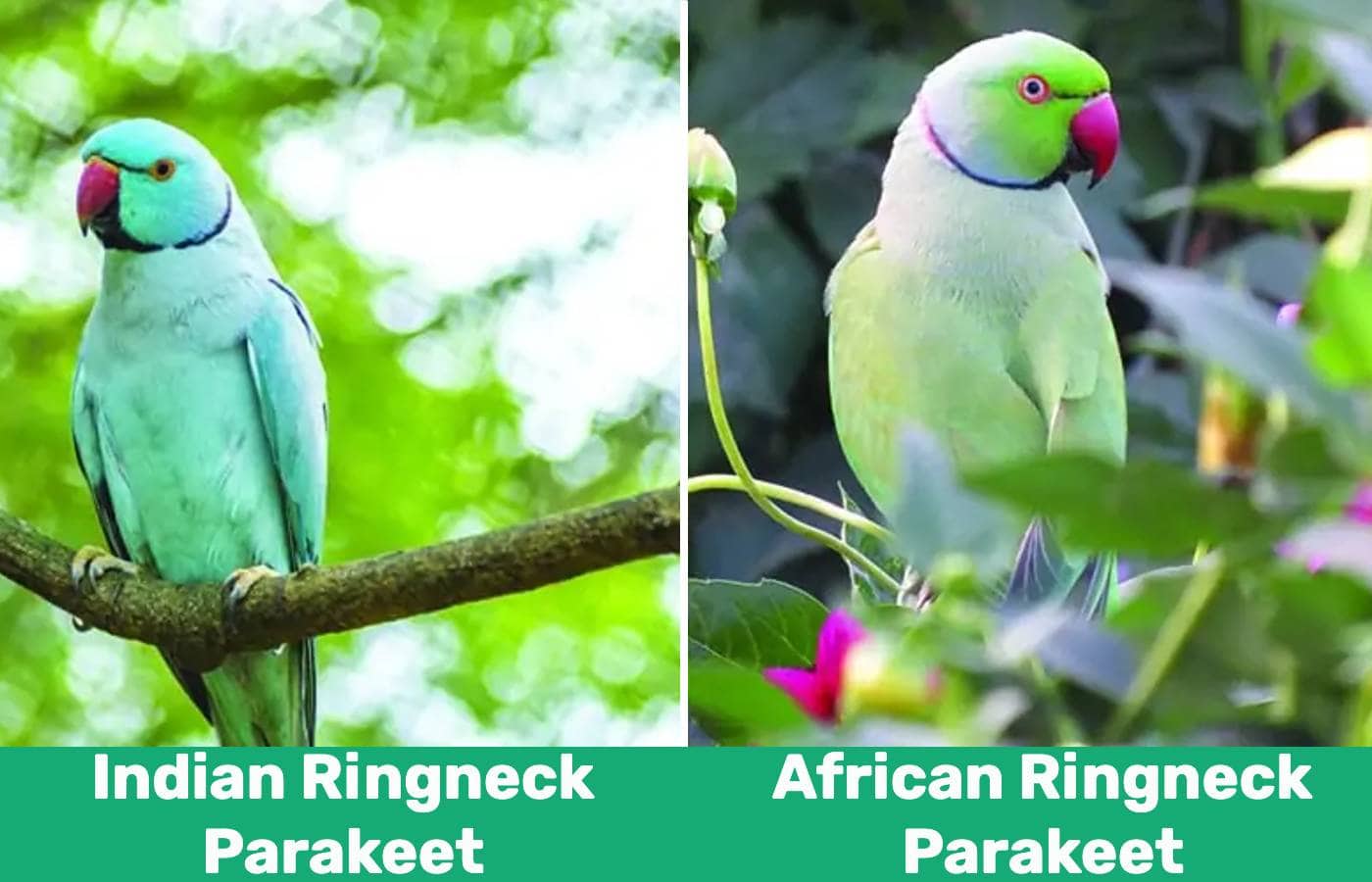 Indian vs African Ringneck Parakeet