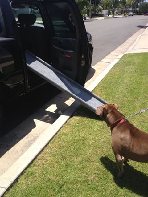 Inexpensive Doggie Ramp