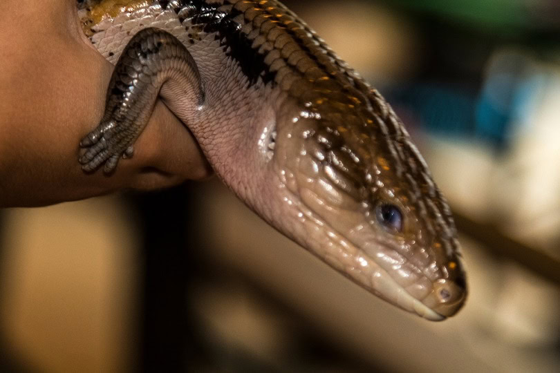 Irian Jaya blue tongue skink_PrimeSourceMedia_shutterstock