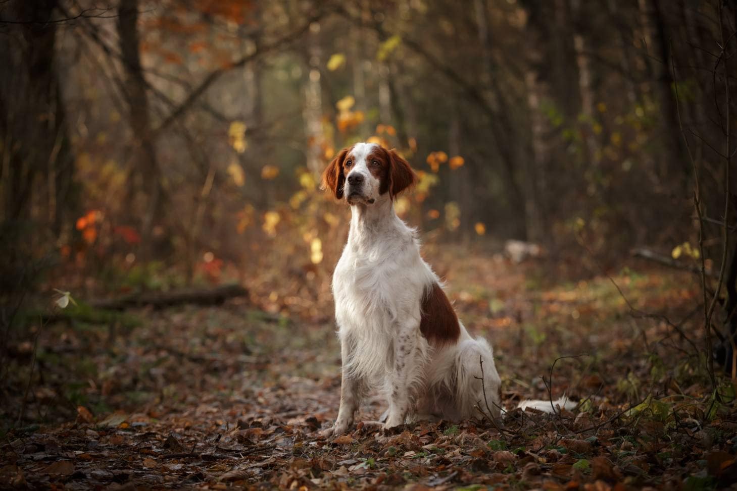 Irish Red and White Setter Dog sitting_Natalia Fedosova_Shutterstock