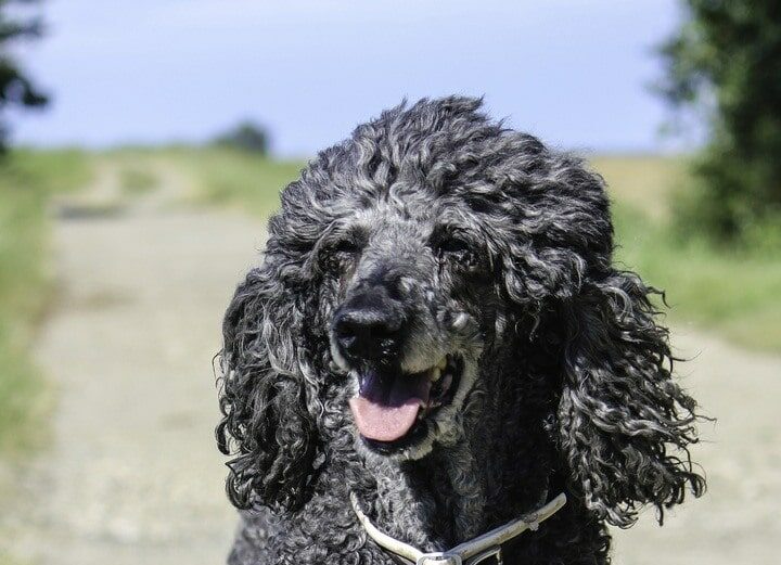 Irish Water Spaniel