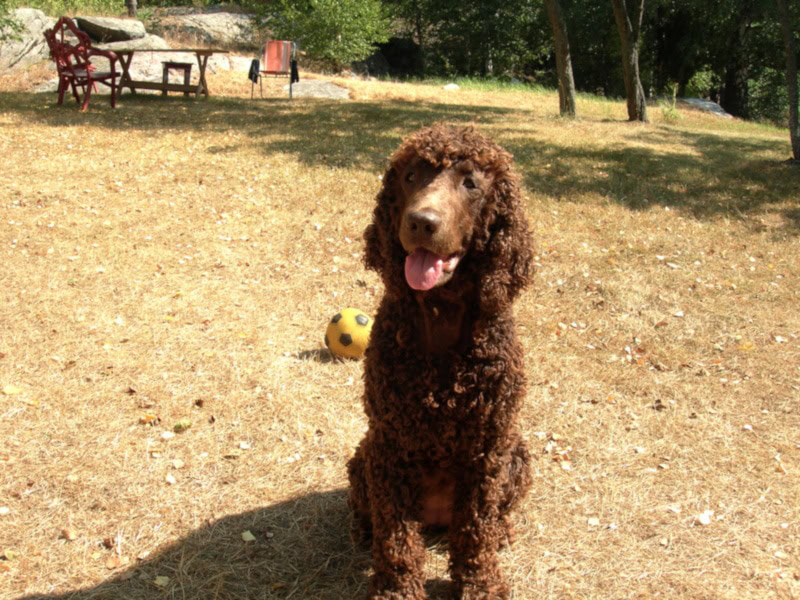 Irish Water Spaniel playing in the yard