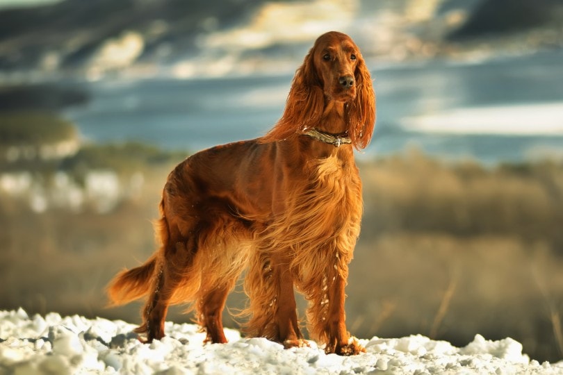 Irish red setter