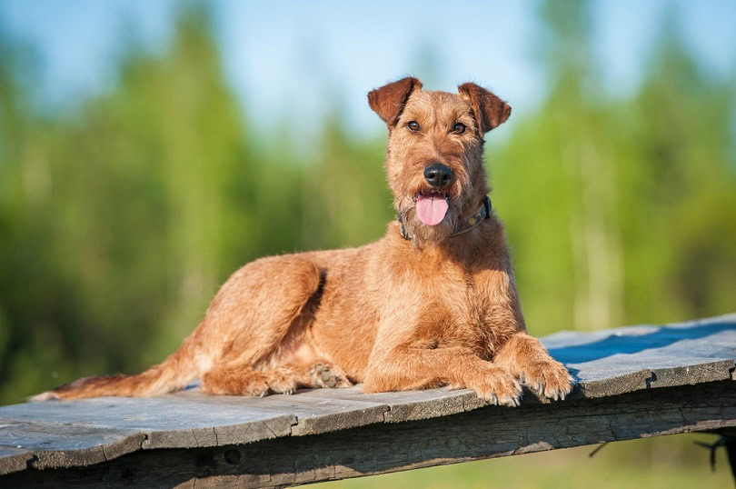 Irish terrier