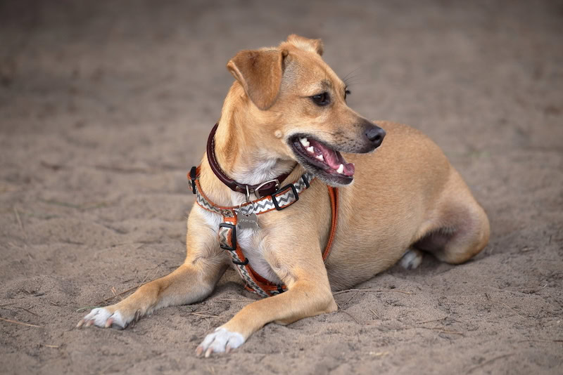 Italian Greagle mixed breed dog