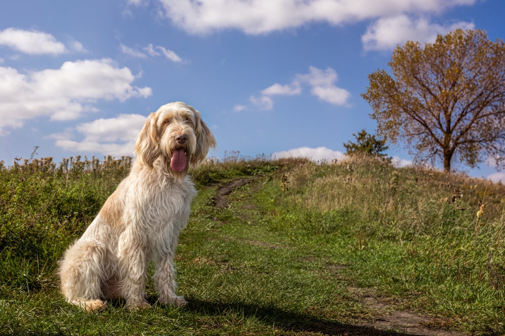 Italian Spinone dog on hill
