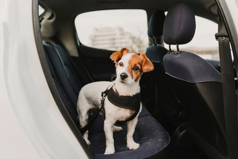 Jack Russell Terrier in a car seat harness