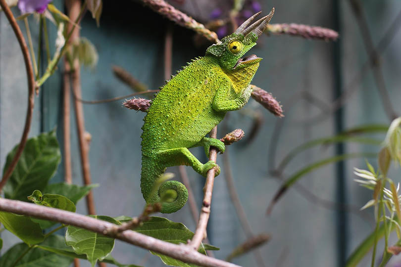 Jackson Chameleon on a twig