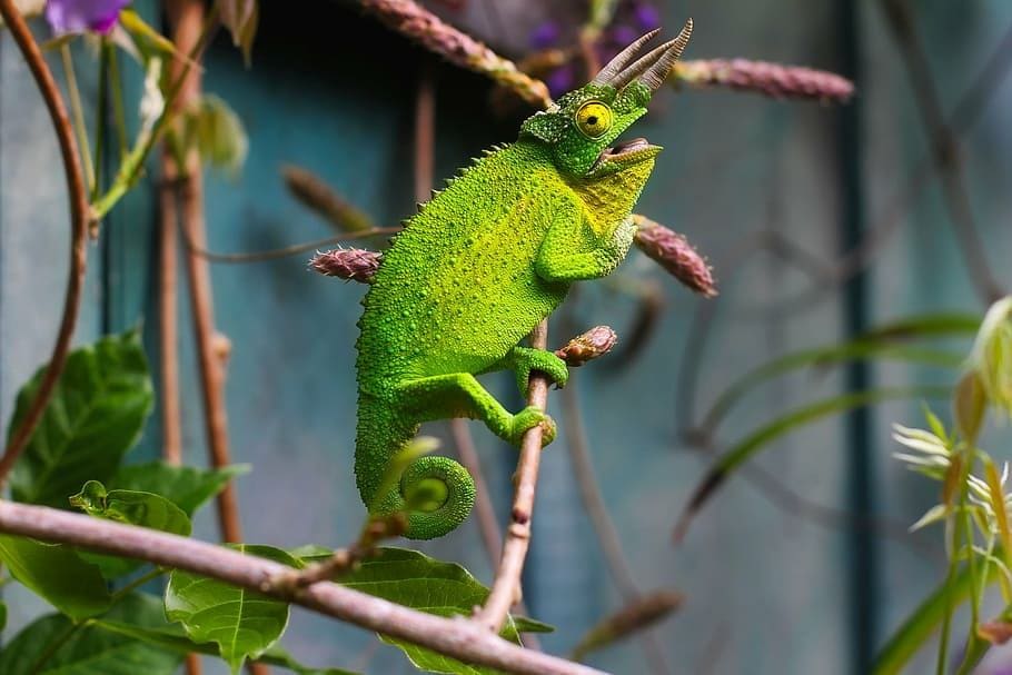 Jackson's Chameleon