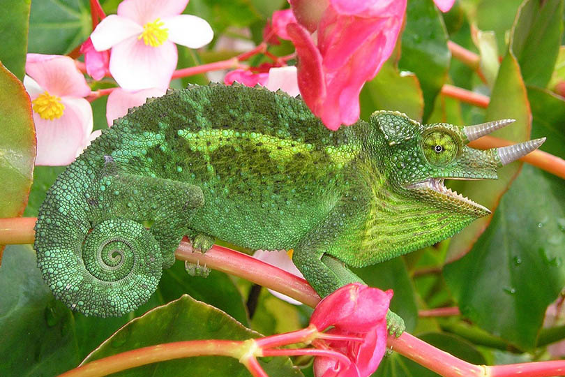 Jackson’s Chameleon