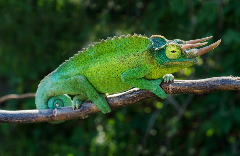 Jackson’s Chameleon on tree branch
