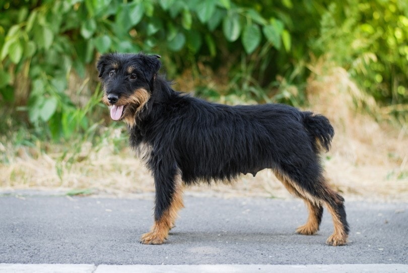 Jagdterrier_Oksamutnaya_Shutterstock