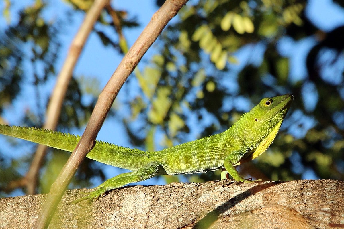 Jamaican giant anole (Anolis garmani)