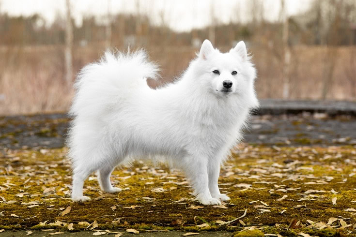 Japanese-Spitz