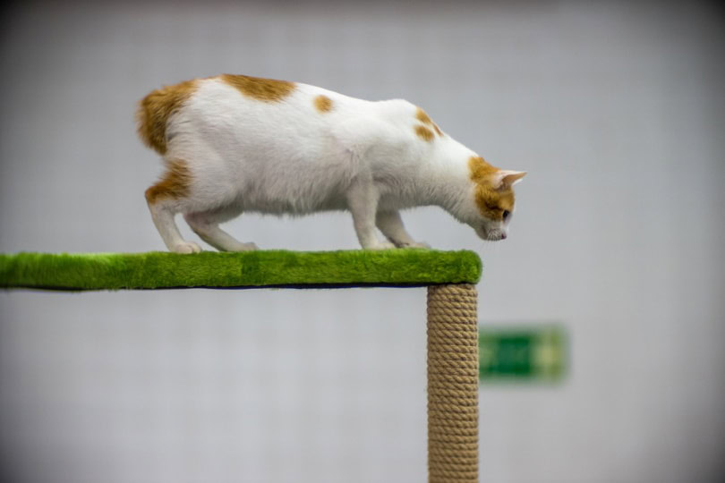 Japanese bobtail on platform