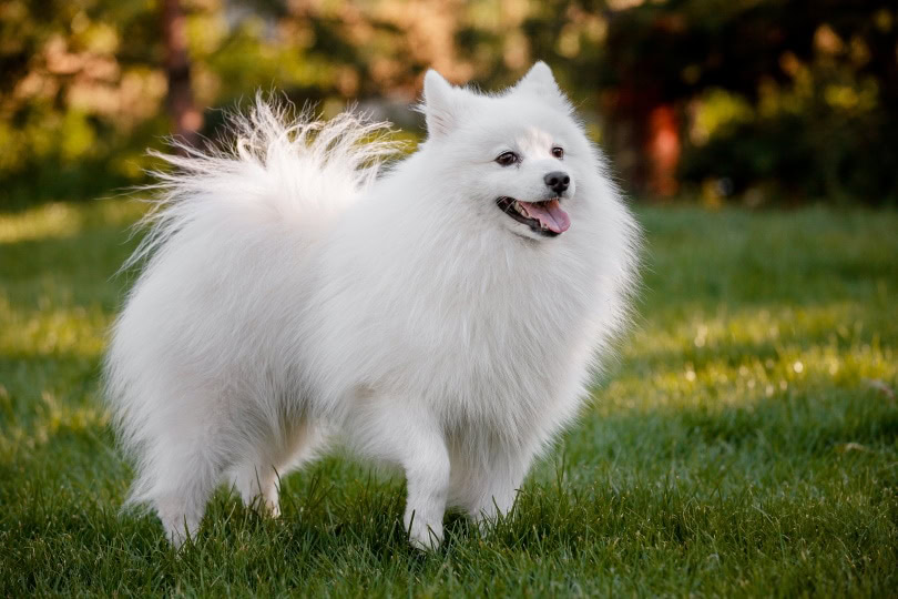 Japanese spitz in grass