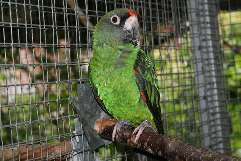 Jardine’s Parrot on a branch
