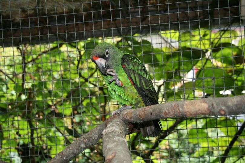 Jardine's parrot perched on a branch