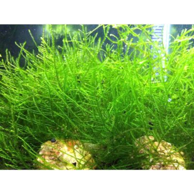 Java Moss
