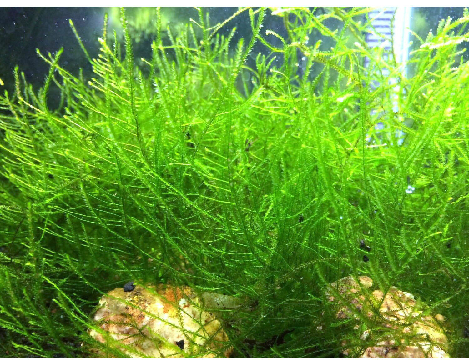 Java Moss Live Plant for Aquarium