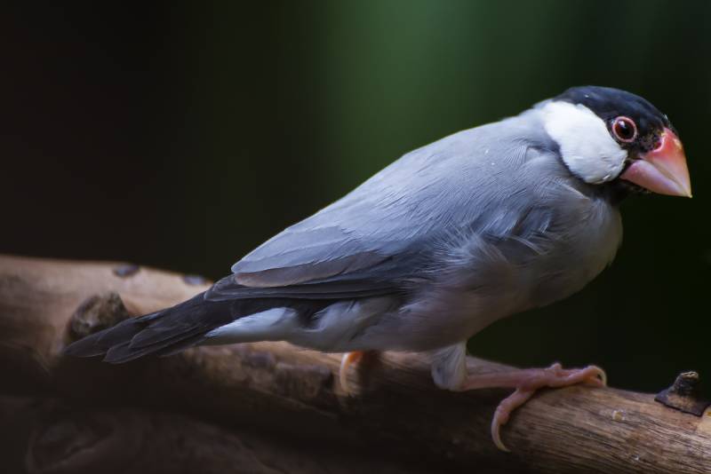 Java Sparrow bird perching