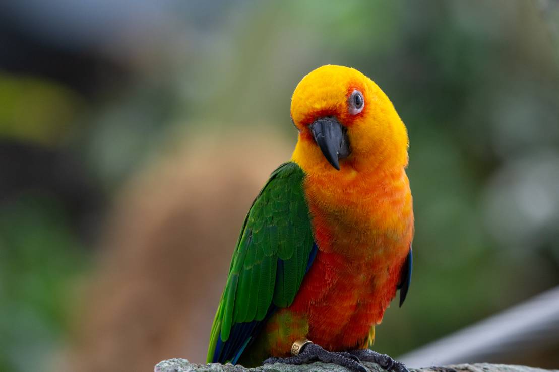 Jenday Conure Cute_kingma photos_Shutterstock