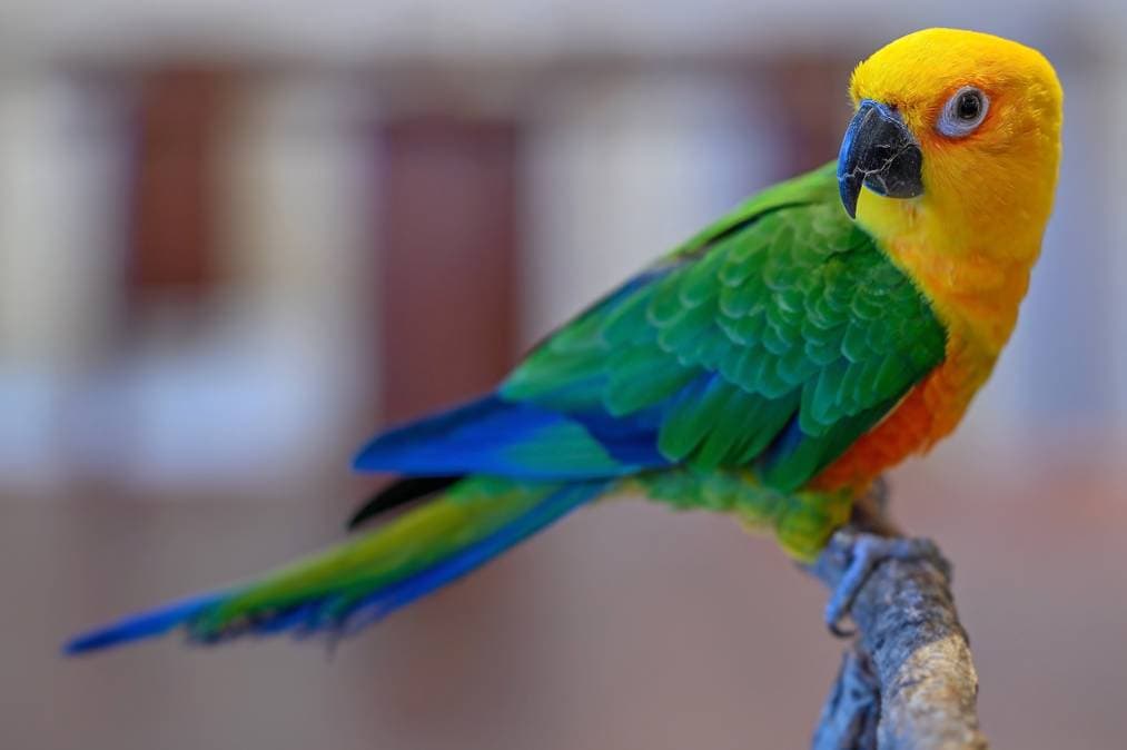 Jenday Conure Side view_ PAUL ATKINSON_Shutterstock
