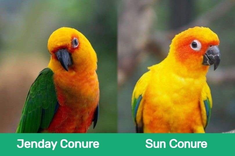 Jenday vs Sun Conure