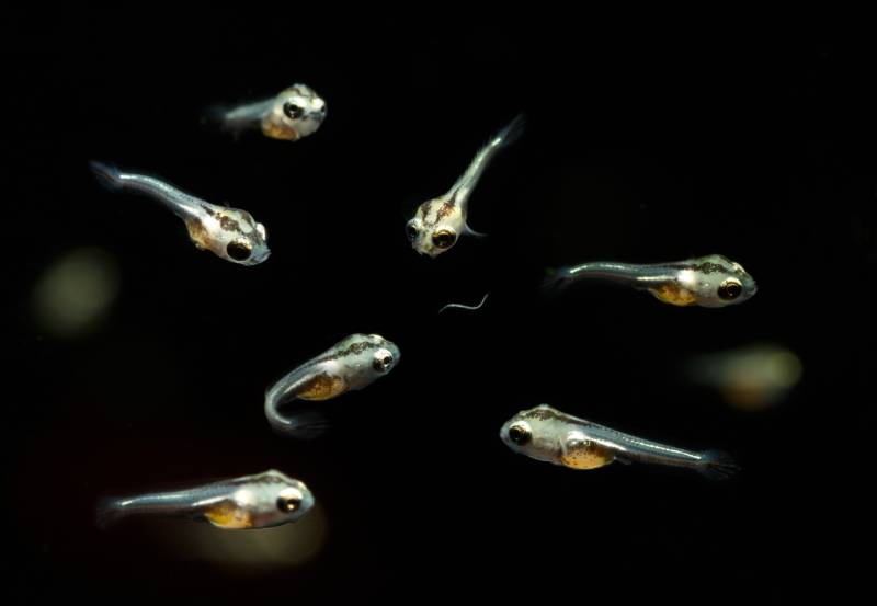 Jewel Cichlid Hemichromis juvenile newly hatched fry