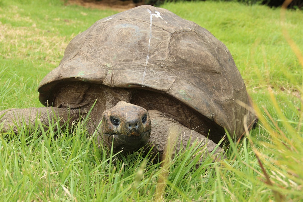 Jonathan, a Seychelles giant tortoise