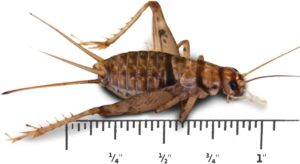 Josh's Frogs 1" Large Adult Banded Crickets