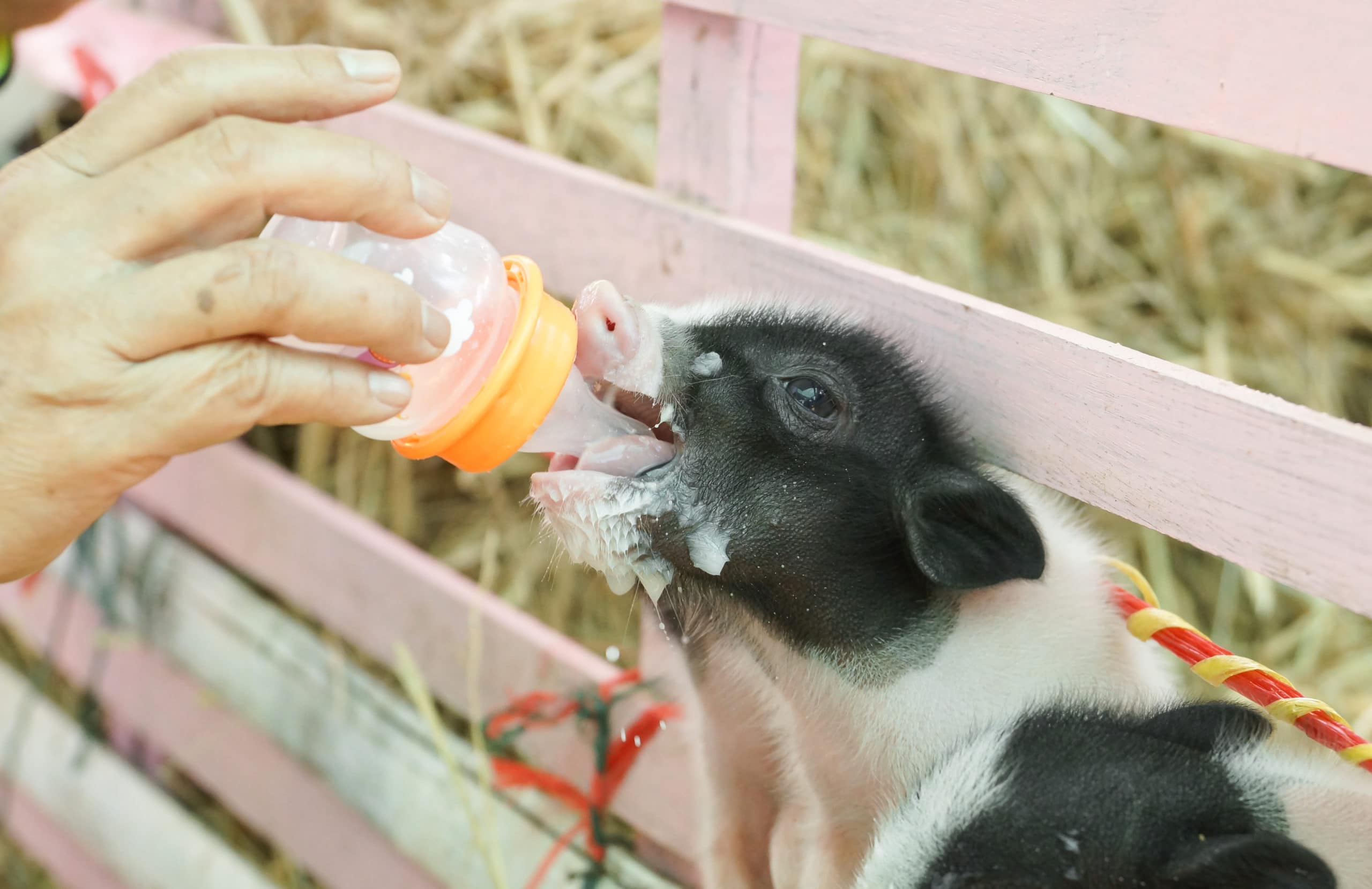 Hand,Holding,A,Milk,Bottle,Feeding,Miniature,Pigs,-,Juliana