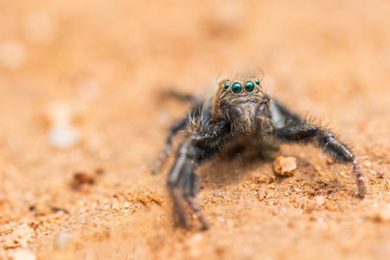 Jumping Spider Tarantula