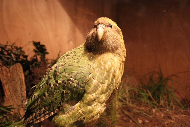 Kakapo Parrot