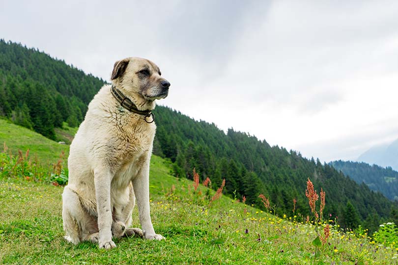 Kangal Dog