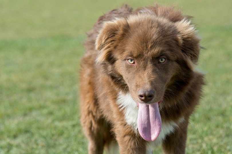 Karakachan Mountain shepherd guardian dog