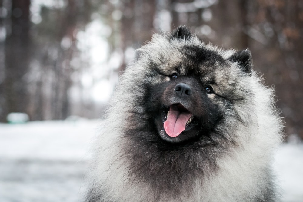 Keeshond puppy