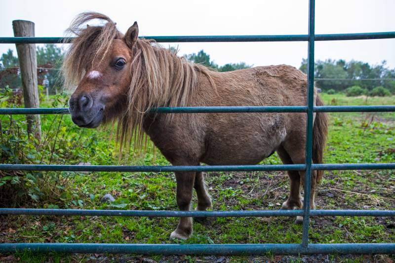 Kerry Bog Pony