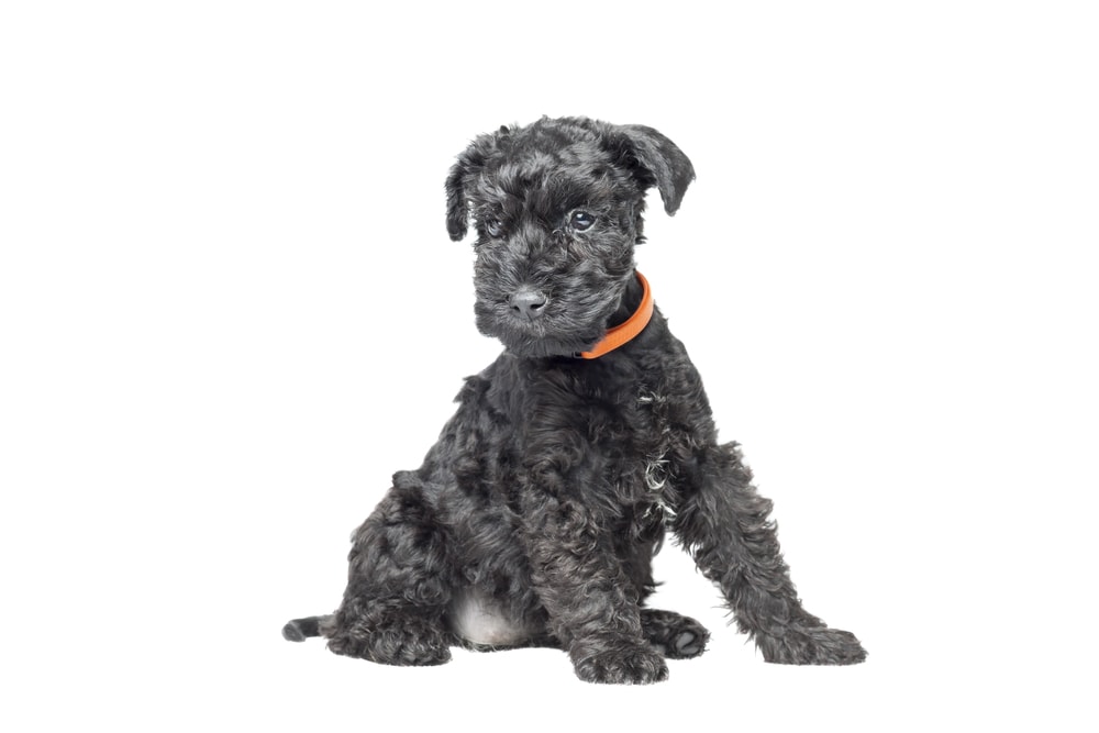 Kerry blue terrier puppy