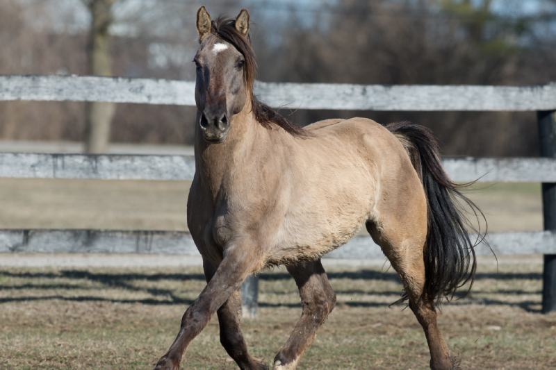 Kiger mustang horse free running in paddock